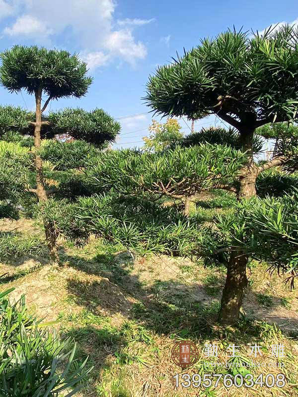 原生小叶雀舌罗汉松庭院别墅地景 地径10-20厘米造型罗汉松树